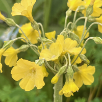Primula sikkimensis hybrids